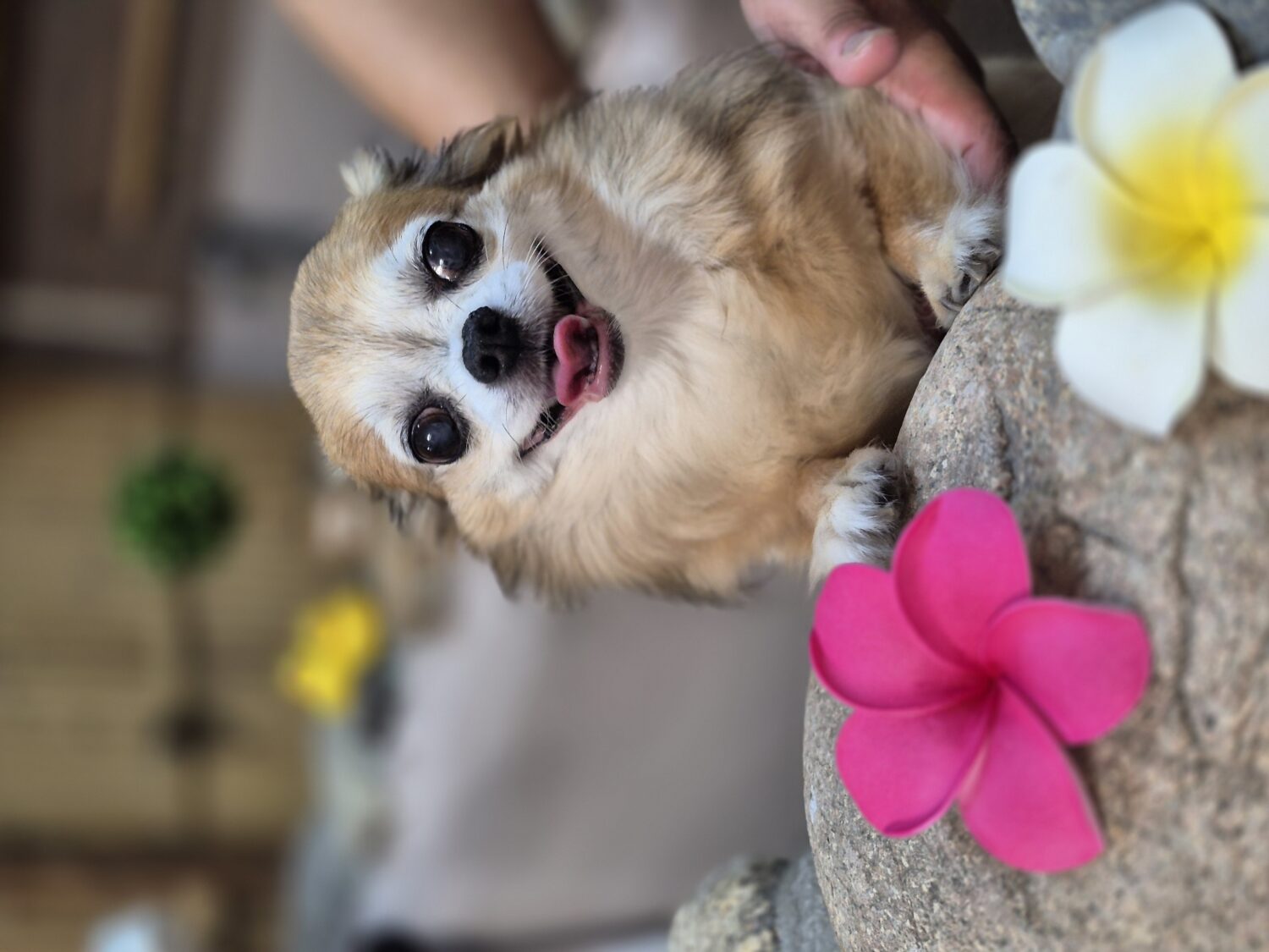 天然温泉のプールとして♡