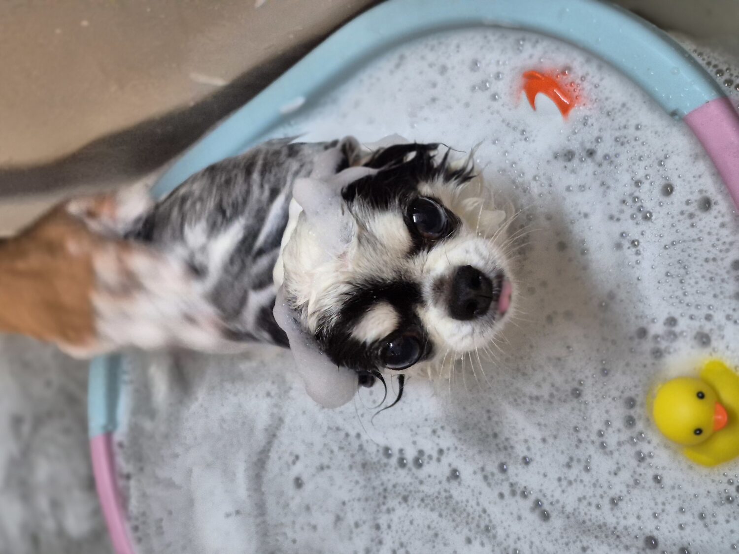 ペット天然温泉でふわふわに